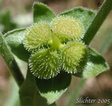 Attēlu rezultāti vaicājumam “Cynoglossum officinale fruit”