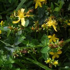 Attēlu rezultāti vaicājumam “Hypericum maculatum flower”