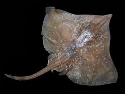 Image result for Dipturus batis