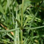 Attēlu rezultāti vaicājumam “Dracocephalum ruyschiana leaf”