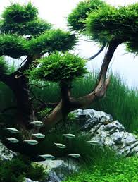 Znalezione obrazy dla zapytania takashi amano%