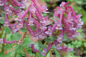 Attēlu rezultāti vaicājumam “Corydalis solida fruit”