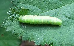 Attēlu rezultāti vaicājumam “Orthosia sp.”