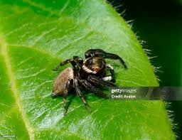 Attēlu rezultāti vaicājumam “Evarcha falcata male”