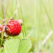 Attēlu rezultāti vaicājumam “Fragaria viridis fruit”