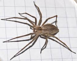 Attēlu rezultāti vaicājumam “Pisaura mirabilis female”