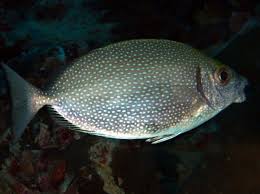 Image result for Siganus rivulatus