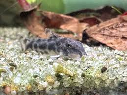 Attēlu rezultāti vaicājumam “Choerades sp.”