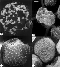 Attēlu rezultāti vaicājumam “Cribraria microcarpa”