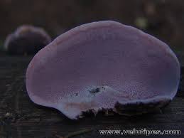 Attēlu rezultāti vaicājumam “Fomitopsis rosea”