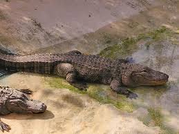 Image result for Alligator mississippiensis