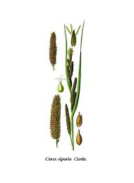 Attēlu rezultāti vaicājumam “Carex riparia”