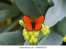 Attēlu rezultāti vaicājumam “Lycaena virgaureae female”