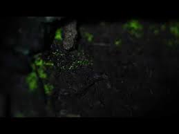 Attēlu rezultāti vaicājumam “Schistostega pennata”