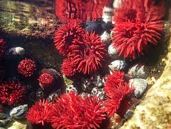 Image result for Anemonenarten