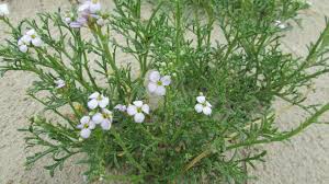 Attēlu rezultāti vaicājumam “Cakile maritima subsp. baltica flower”
