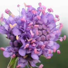 Attēlu rezultāti vaicājumam “Succisa pratensis bud”