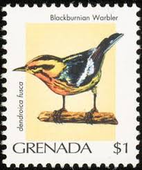 Image result for Dendroica fusca