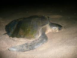 Image result for Lepidochelys olivacea