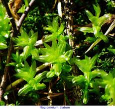 Attēlu rezultāti vaicājumam “Plagiomnium elatum”