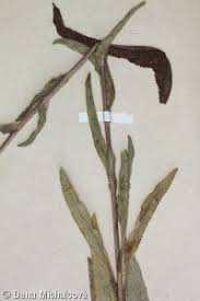 Attēlu rezultāti vaicājumam “Campanula cervicaria bud”