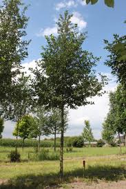 Attēlu rezultāti vaicājumam “Crataegus persimilis”