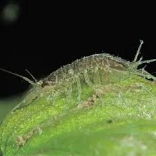 Attēlu rezultāti vaicājumam “Gordius aquaticus”