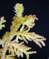 Attēlu rezultāti vaicājumam “Trichocolea tomentella sporophyte”