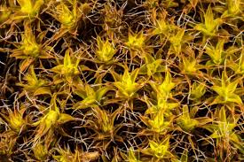 Attēlu rezultāti vaicājumam “Syntrichia”