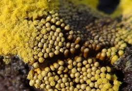 Attēlu rezultāti vaicājumam “Claustria didermoides macro”