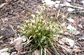 Attēlu rezultāti vaicājumam “Carex digitata leaf”