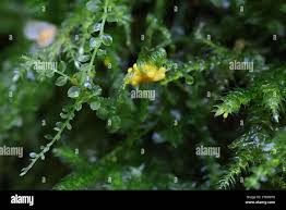 Attēlu rezultāti vaicājumam “Physarum contextum”