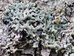 Attēlu rezultāti vaicājumam “Menegazzia terebrata”