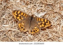 Attēlu rezultāti vaicājumam “Pararge aegeria”