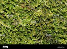 Attēlu rezultāti vaicājumam “Anomodon”