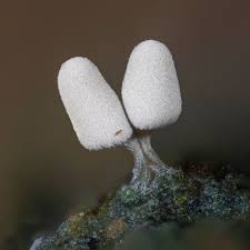 Attēlu rezultāti vaicājumam “Arcyria cinerea stalked”