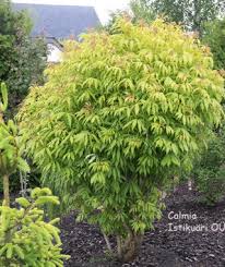 Attēlu rezultāti vaicājumam “Sambucus racemosa leaf”