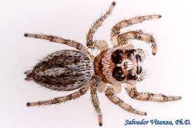 Attēlu rezultāti vaicājumam “Arachnida”