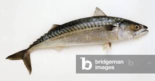 Image result for Scomber scombrus