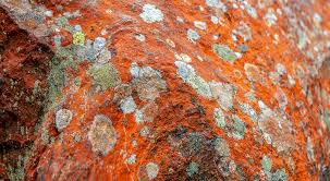 Attēlu rezultāti vaicājumam “Trentepohlia sp.”