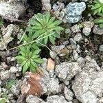 Attēlu rezultāti vaicājumam “Androsace septentrionalis fruit”