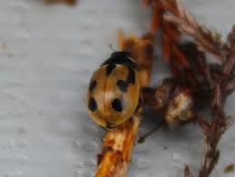 Attēlu rezultāti vaicājumam “Coccinella hieroglyphica”