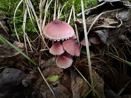 Attēlu rezultāti vaicājumam “Mycena haematopus”