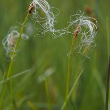 Attēlu rezultāti vaicājumam “Trichophorum alpinum fruit”