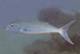 Image result for Aprion virescens