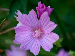 Image result for Malva alcea