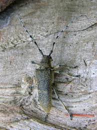 Attēlu rezultāti vaicājumam “Saperda carcharias”