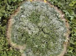 Attēlu rezultāti vaicājumam “Pertusaria leioplaca”