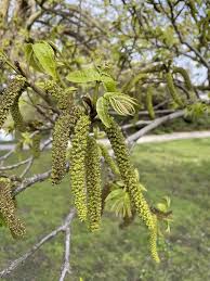 Attēlu rezultāti vaicājumam “Pterocarya fraxinifolia leaf”
