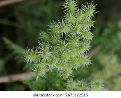 Attēlu rezultāti vaicājumam “Rumex maritimus leaf”